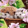 Adorable Hedgehog Paint By Number