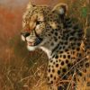 African Cheetah Paint By Number