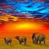 African Safari Elephants Paint By Number