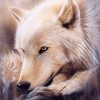 Alaskan Gray Wolf Paint By Number