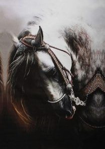 Arabic Horse Paint By Number