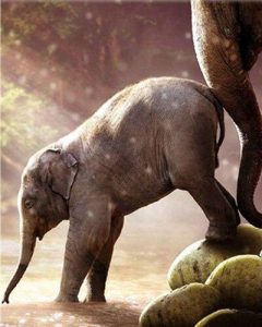 Baby Elephant Paint By Number