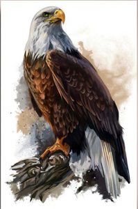 Bald Eagle On Tree Paint By Number