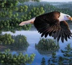 Bald Eagle Paint By Number