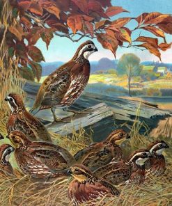 Bevy Of Quails Paint By Number