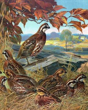 Bevy Of Quails Paint By Number