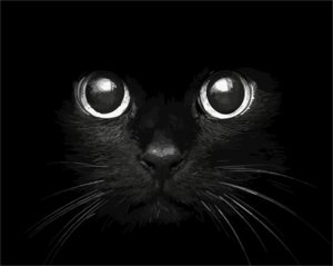 Big Eyes Cat Paint By Number