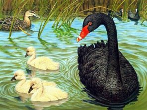 Black Duck Paint By Number