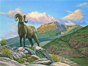 Bighorn Sheep Paint By Number