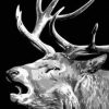Black And White Elk Paint By Number