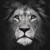 Black And White Lion Paint By Number