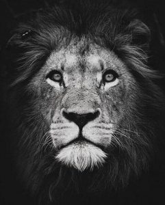 Black And White Lion Paint By Number