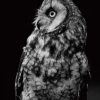 Black And White Owl Paint By Number