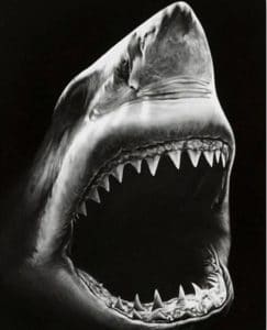 Black And White Shark Paint By Number