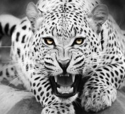 Black And White Tiger Paint By Number