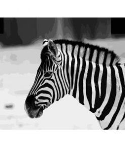 Black And White Zebra Paint By Number