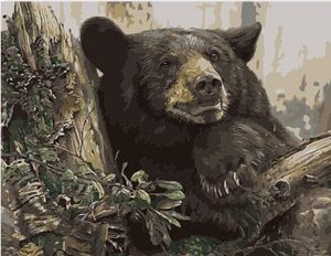 Black Bear In Forest Paint By Number