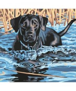 Black Dog Swimming Paint By Number