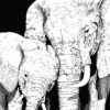 Black And White Elephants Paint By Number
