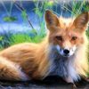 Blond Fox Paint By Number