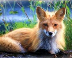 Blond Fox Paint By Number