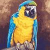 Blue And Gold Macaw Paint By Number