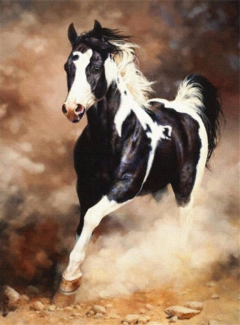 Black White Horse Paint By Numbers