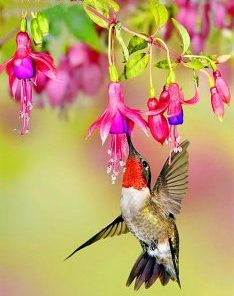 Flowers With Hummingbird Paint By Number
