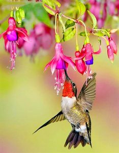 Flowers With Hummingbird Paint By Number