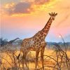 Giraffe With Sunrise paint by numbers