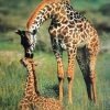 Giraffe Mother and Her Baby paint by numbers