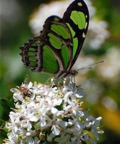 Green Butterfly on Flower paint by numbers