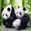 Adorable Panda Couple Paint By Number