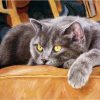 Animals Cat Acrylic Paint - DIY Paint By Numbers - Numeral Paint