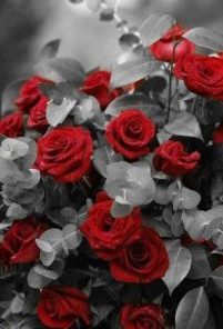 Red Roses Flowers Paint By Number