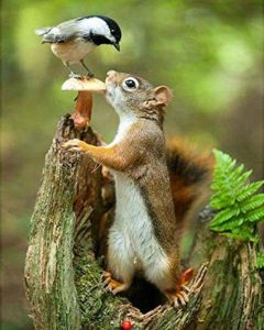 Squirrel And A Bird Paint By Number