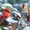 Winter Birds Paint By Number
