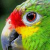 Colorful Bird Eye Close Up paint by numbers