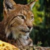 Bobcat paint by numbers