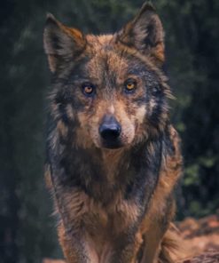 Black And Brown Wolf Paint by numbers