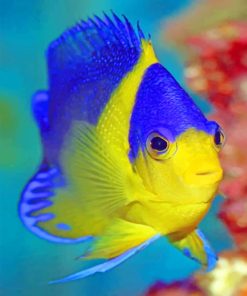 Blue And Golden Fish Underwater Paint by numbers
