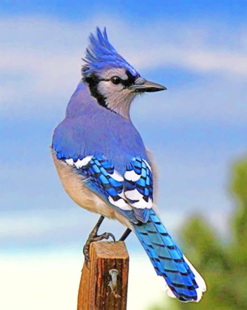 Blue Jay Bird Paint by numbers