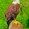 Southern Bald Eagle Paint by numbers