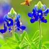 Texas bluebonnet paint by numbers