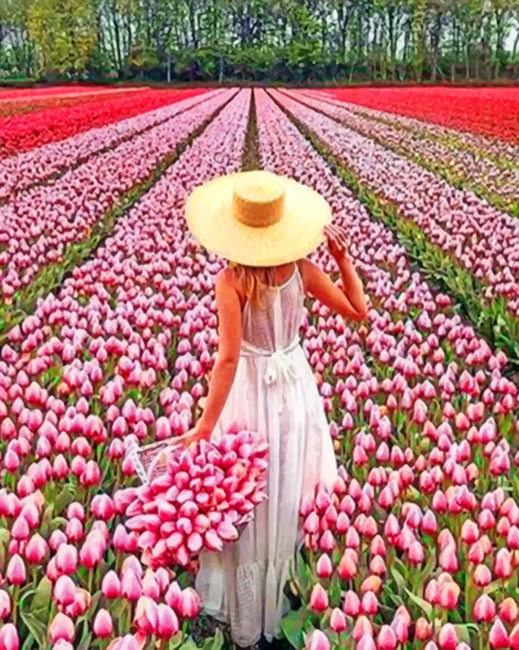 Woman In Field Of Pink Flowers Landscapes Paint By Numbers - Paint By  Numbers
