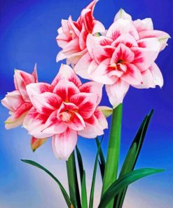 Amaryllis flower paint by number