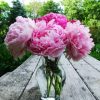 Peonies In Glass paint by numbers