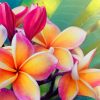 frangipani flower paint by number