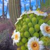 cactus-paint-by-numbers