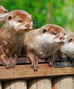 Angry-Otters-paint-by-number